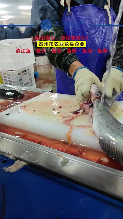 一線(xiàn)工人風(fēng)采 水產(chǎn)源頭工廠車(chē)間實(shí)拍與鮰魚(yú)柳加工實(shí)錄