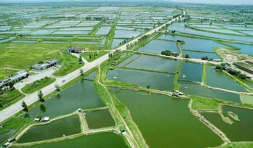 秋季漁業(yè)管理5大要點(diǎn)與畜牧漁業(yè)飼料銷(xiāo)售策略