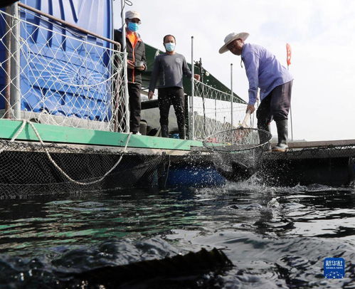 漁排之上，香港的另一面 從漁業(yè)飼料銷售看城市多元生態(tài)